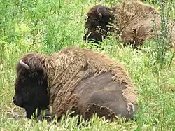 Bisons