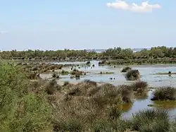 Camargue: étang