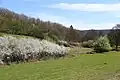 Schlehdornblüte in der Schönecker Schweiz