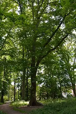 Ehrenmale im Stadtpark Glückstadt