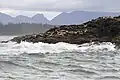 Seelöwenkolonie im Pacific-Rim-Nationalpark