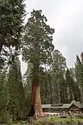 Der Sentinel Tree mit dem Giant Forest Museum im Hintergrund