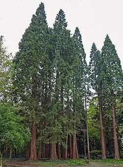 Sequoiafarm Kaldenkirchen