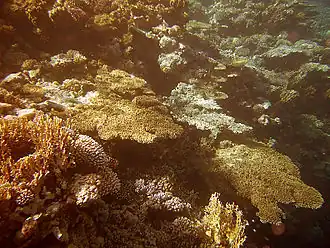 Korallen im Roten Meer