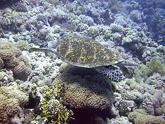 Suppenschildkröte