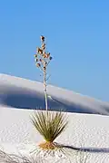 White Sands National Park