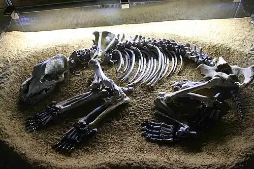Höhlenbärenskelett in der Sophienhöhle