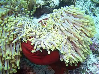 Seeanemone in der Südlagune