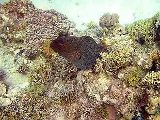 Moräne in der Südlagune
