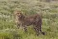 Gepard in der Nähe vom Halali-Camp