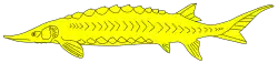 Kaviar