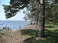 Karnocice