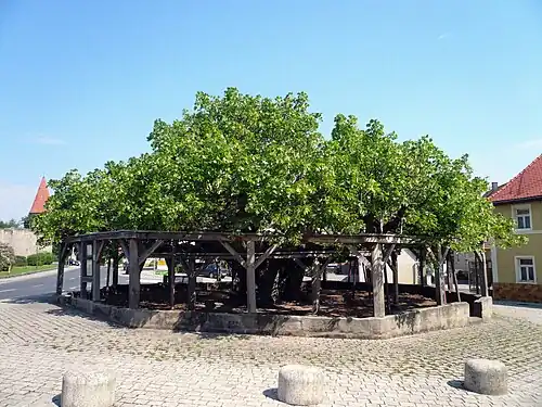 Tanzlinde auf dem Dorfplatz