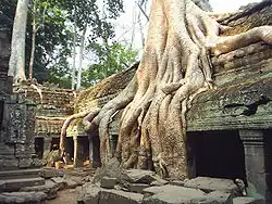Ta Prohm