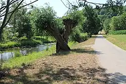 Tauberradweg mit Kopfweiden zwischen Tauberscheckenbach und Bettwar