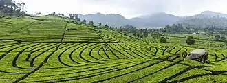 Teeplantage
