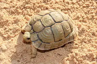 Ägyptische Landschildkröte