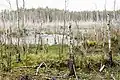 Naturreservat Weißer Bogen