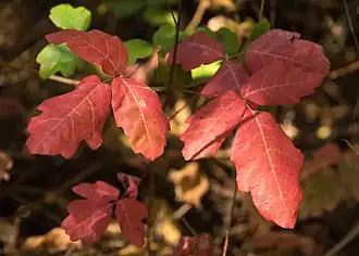 Poison Oak tritt in grüner und in roter Färbung auf