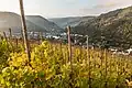 Weinbergwanderung