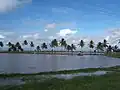 Khirsah, Guayana