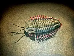 Künstlerische Nachbildung eines Trilobiten