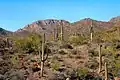 Am Arizona-Sonora Desert Museum / Ostteil