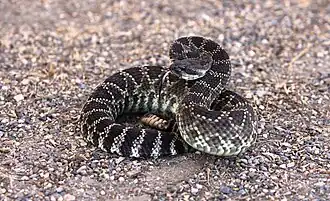 Kalifornische Klapperschlange (Crotalus oreganus). Das Klappern klingt wie das einer Maraca oder Babyrassel und ist über viele Meter deutlich zu hören.