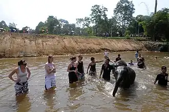 Elephant Centre