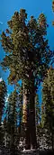 Der General Sherman Tree