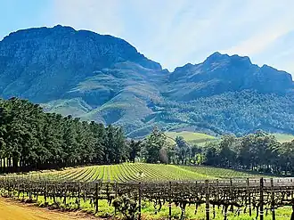 Weinanbau bei Stellenbosch