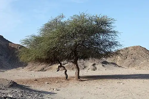 Akazie im Wādī el-Gimāl
