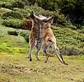 Zwei Rotnackenwallabies beim Kampf