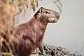 Wasserschwein  (Capybara)