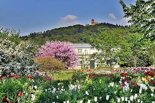 Blütenpracht im Schau- und Sichtungsgarten Hermannshof. Im Hintergrund ist die Wachenburg zu erkennen