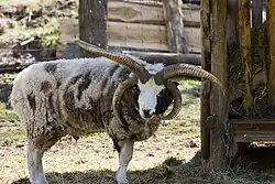 Jakobschaf