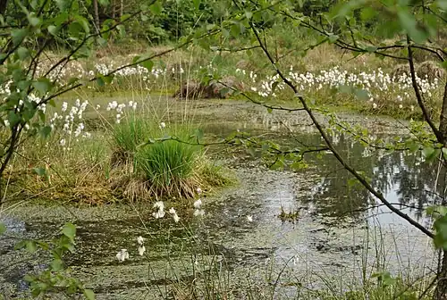 Wollgrasblüte