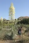 Chaparral Yucca