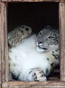 Panther