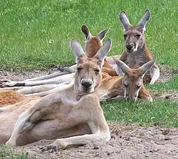 Kangoroos