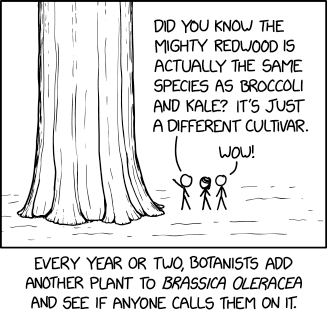 Brassica