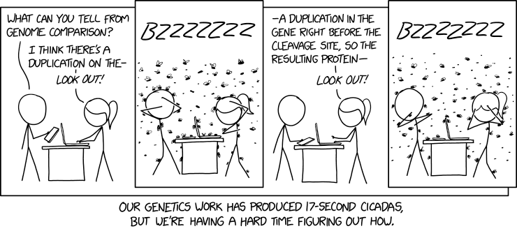 Cicadas