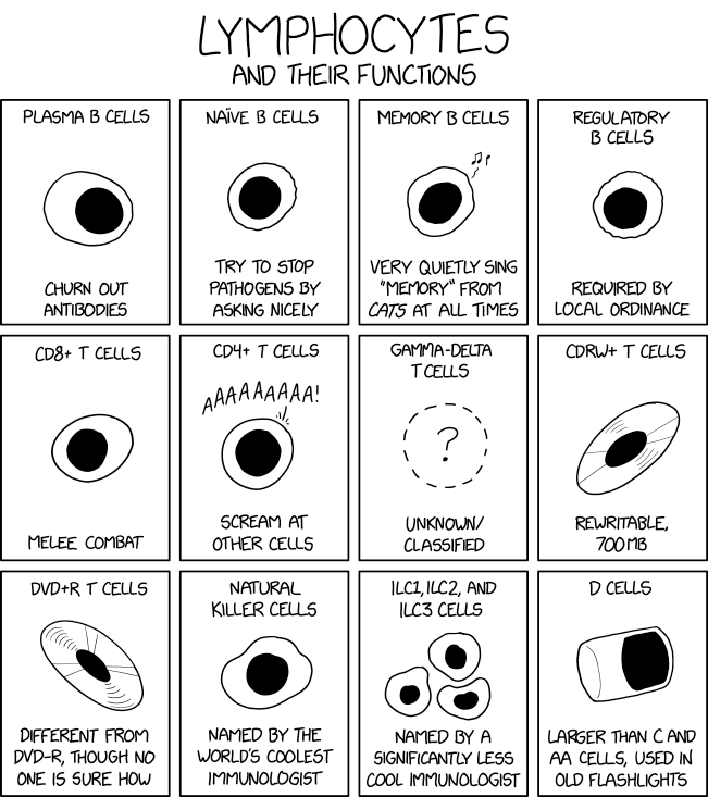 Lymphocytes