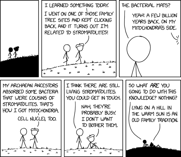 Stromatolites